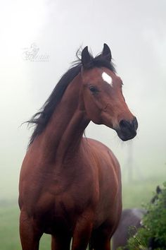 a brown horse standing on top of a lush green field