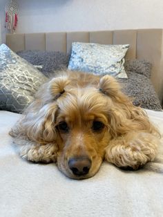 a brown dog laying on top of a bed