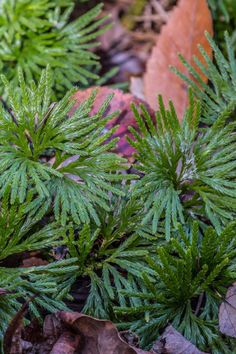 some very pretty green plants in the dirt