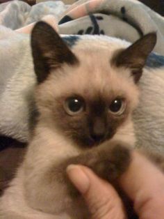 a siamese cat being held by someone's hand