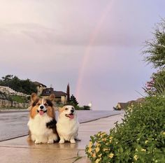 two dogs sitting on the sidewalk with a rainbow in the background