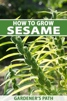 the title for how to grow sesame garden's path is shown in green and white