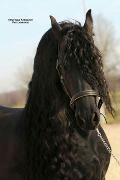 a black horse with long curly hair on it's face