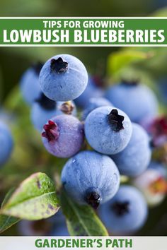 A close up vertical image of ripe Vaccinium angustifolium berries pictured on a soft focus background. To the top and bottom of the frame is green and white printed text. Growing Blueberries, Peach Strawberry, Blueberry Season, Eat Fresh, Herb Salad, Blueberry Bushes, Backyard Landscape, Ideas Backyard, Wild Blueberries