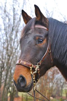 a close up of a horse wearing a bridle