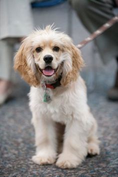 a small white and brown dog sitting on top of a floor next to a person