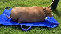 a brown dog laying on top of a blue tarp in the middle of grass