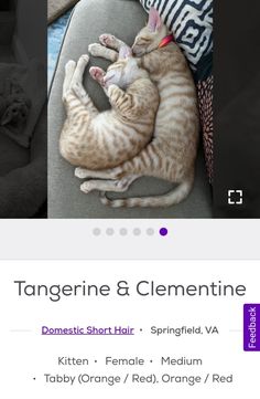 two cats laying on top of each other in front of a screen with the caption tangerine and clemente