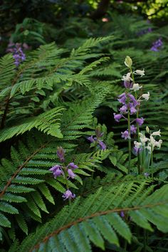 purple and white flowers are in the middle of green plants with long thin leaves around them