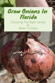 someone holding up some onions in their hand with the words grow onions in florida choosing the right variety and when to plant