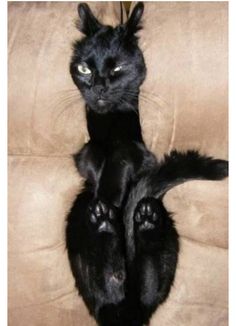 a black cat sitting on top of a couch with it's paws in the air