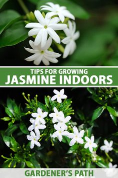 white flowers with green leaves and text tips for growing jasmine indoors garden's path