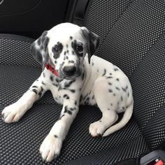 a dalmatian puppy sitting in the back seat of a car