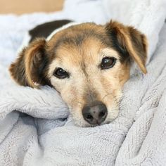 a brown and black dog laying on top of a bed covered in a white blanket