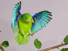 a green and blue bird with its wings spread out sitting on a branch in front of leaves