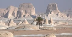 the desert is covered in white rocks and palm trees