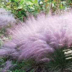 purple flowers and grass in a garden