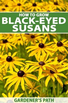 yellow flowers with the title how to grow black - eyed susans garden's path