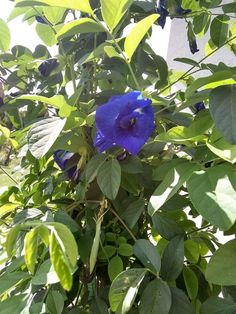 a blue flower that is growing on a tree in the sun with lots of green leaves