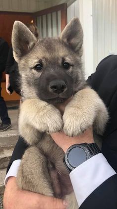 a man is holding a puppy in his arms and wearing a watch on his wrist