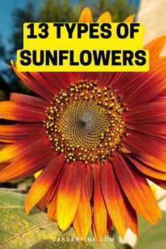 an orange and yellow sunflower with the words 13 types of sunflowers on it