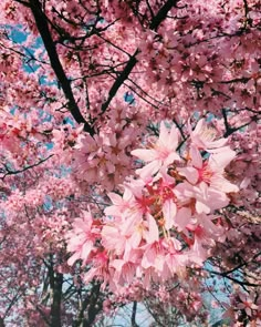 pink flowers blooming on the branches of trees