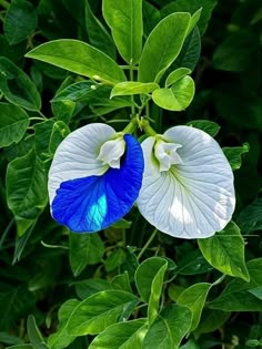 two white and blue flowers with green leaves