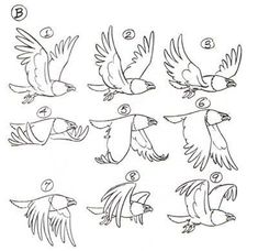 the instructions for how to draw birds in flight