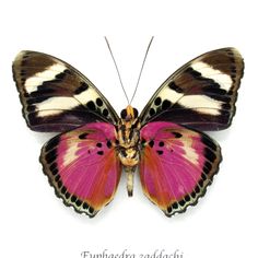 a pink and black butterfly with white stripes on it's wings