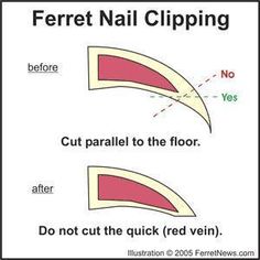 a sign that says ferret nail clipping before cut parallel to the floor do not cut the quick red vein