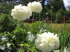 two white flowers in the middle of a garden with tall grass and trees behind them