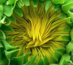 the center of a large yellow flower with green leaves on it's petals, as seen from above