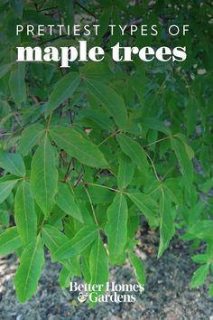 some green leaves are growing in the dirt and trees with text overlay that reads prettiest types of maple trees better homes gardens