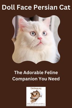 the adorable feline companion you need is now available for purchase in stores