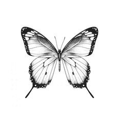 a black and white drawing of a butterfly