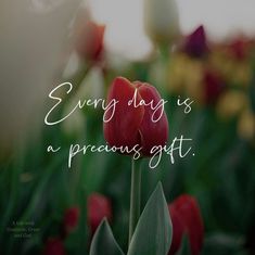 red tulips with the words every day is a precious gift