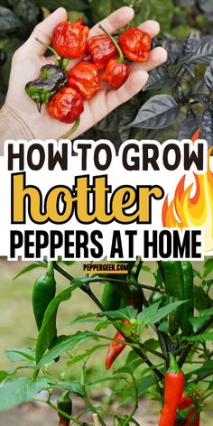 In the garden, hot peppers are a lot of fun to grow. But what if you want spicier peppers? Learn how to get the most out of your hot peppers and grow the spiciest pods at home. How To Grow Peppers Indoors, Pepper Plants Growing, How To Grow Hot Peppers From Seeds, Green Pepper Plants How To Grow, Grow Bell Peppers From Scraps, Growing Hot Pepper, Growing Peppers, Ghost Peppers, Serrano Pepper