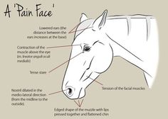 the parts of a horse's head and its features, including their names in english