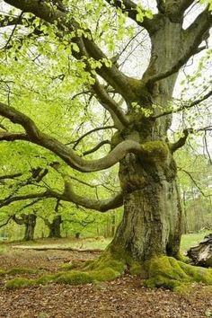 an old tree with moss growing on the ground