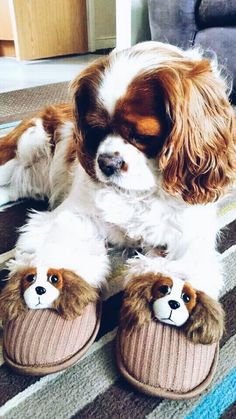 a brown and white dog sitting on top of a pair of slippers