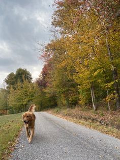 a brown dog walking down a road next to trees