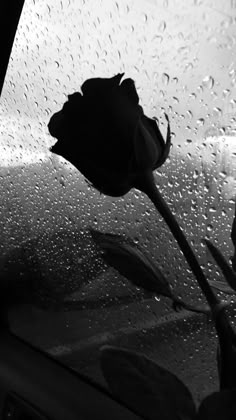 a black and white photo of a rose in the rain on a car windscreen