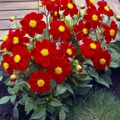 red and yellow flowers are growing in the dirt near some grass on a wooden deck