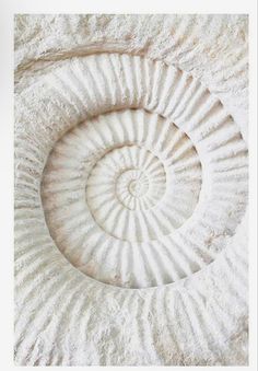 a close up of a large white object on a stone surface with an intricate spiral design