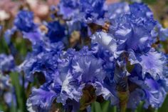 blue and white flowers are blooming in the garden