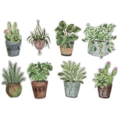 a bunch of potted plants sitting next to each other on top of a white wall