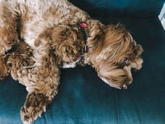 a brown dog laying on top of a blue couch