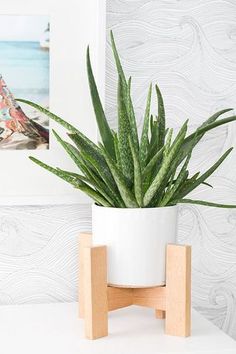 a potted plant sitting on top of a wooden stand