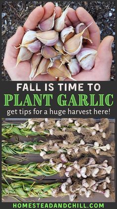 garlic is growing in the garden and it's time to plant garlic get tips for a huge harvest here