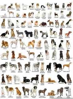 a large group of dogs that are all different colors and sizes, with names on them